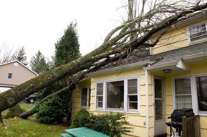 Trees Fall for Fall! Tips for Keeping Your Home Safe From Falling Trees and Branches